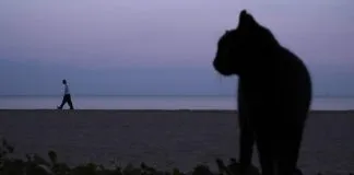 #MUNDO Acusan a un ‘asesino de gatos’ de matar a 1.000 felinos durante 13 años en Corea del Sur