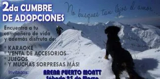 #LOSLAGOS ¿Quieres adoptar un perrito?, ¡Asiste a la segunda cumbre de adopciones en Puerto Montt¡