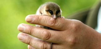 #Tendencias Monito del monte, el marsupial chileno que corre riesgo de desaparecer tras los incendios forestales