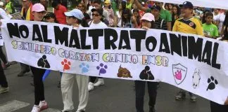 #COLOMBIA Expertos piden que se fortalezca la ley del maltrato animal