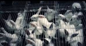 #Mundo Parlamento europeo acepta legislar a favor de conejos de crías y su bienestar