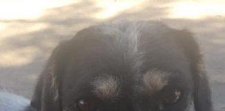 #EPAdifunde La historia de una perrita, que busca un hogar