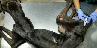 #SANTIAGO Rescatan a perros galgos que estaban sufriendo maltrato animal en Colina