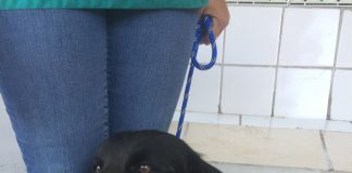#EPAdifunde Hermoso perrito rescatado desde plaza en Providencia busca urgentemente un hogar