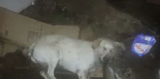 #VALPARAISO Denuncian que más de 20 perros fueron envenenados en San Antonio