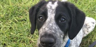 #Mundo Matan a perro en un aeropuerto de Nueva Zelanda tras retrasar varios vuelos