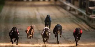 Abogada hace llamado para que se fiscalizen de verdad las carreras de perros galgos, buscando que se cumpla con la normativa de tenencia responsable