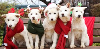 #Mundo Acusan a ex Presidenta surcoreana de abandonar a sus nueve perros tras destitución