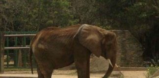 #VENEZUELA Ruperta, la elefante desnutrida en zoológico que conmovió a los venezolanos