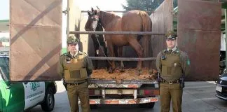 #LAARAUCANIA Carabineros recupera yegua que había sido sustraída desde un fundo