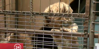 #PUNTOLEGAL Acogen querella presentada contra criadero ilegal de perros de raza en Melipilla