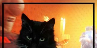 #EPAdifunde La historia de Apolo, el gatito que se extravió desde su casa en Padre Hurtado