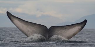#MiradaNacional Sernapesca defiende a la ballena azul en medio de polémica por juego: «Jamás se haría daño a sí misma»
