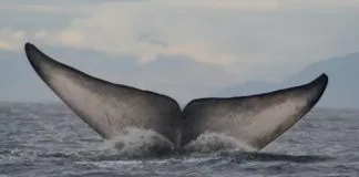 #MiradaNacional Sernapesca defiende a la ballena azul en medio de polémica por juego: «Jamás se haría daño a sí misma»