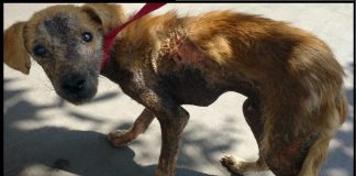 #SANTIAGO ¿Quieres ayudar en la recuperación del perrito Cachito?, ¡compra ricos huevos de chocolate vegano¡