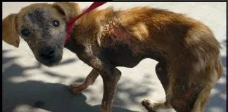 #SANTIAGO ¿Quieres ayudar en la recuperación del perrito Cachito?, ¡compra ricos huevos de chocolate vegano¡