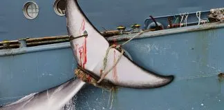 #MUNDO ONG revela crudas imágenes de caza ilegal de ballenas en la Antártica
