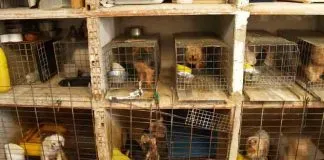 #PUNTOLEGAL ¿Cuál es el rol de la querella y el querellante en una denuncia de maltrato animal?