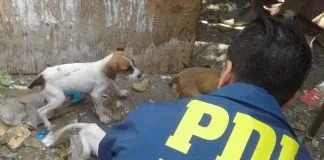 #ARICA PDI allana casa donde gran cantidad de perros en pésimas condiciones la habitaban