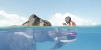 #SANTIAGO Llega a Chile aclamada exposición de National Geographic