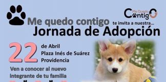 #SANTIAGO Harán jornada masiva de adopciones en #Providencia