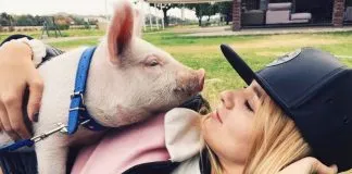 #SANTIAGO Se recupera chanchita de conocida panelista de TV que fue atacada por dos perros