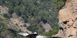 #BIOBIO SAG liberó cóndor rescatada en San Fabián de Alico