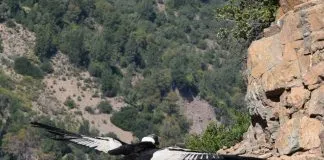 #BIOBIO SAG liberó cóndor rescatada en San Fabián de Alico