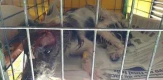 #SANTIAGO Piden ayuda para Morita, una perrita atropellada por un colectivo