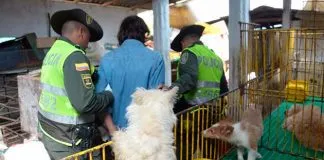 #COLOMBIA Indignación en Medellín por posible devolución de animales maltratadas a su dueño