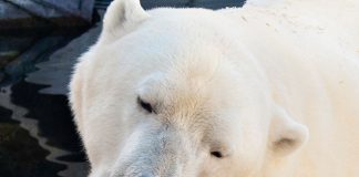 #ESTADOSUNIDOS Un oso polar muere en SeaWorld al dejar de comer tras ser separado de su único amigo
