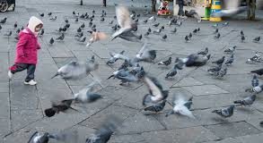 #ESPAÑA Multa de 210 euros por hostigar a las palomas en Alicante