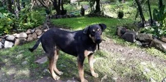 #EPAdifunde Hermosa perrita buscando un hogar y familia responsable