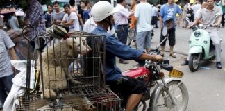 #Mundo Taiwán prohíbe el maltrato animal y el consumo de carne de perro y gato