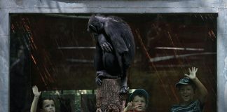 #ESPAÑA La ‘Ley Cero’ contra el maltrato animal llega al Congreso