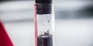 #MAGALLANES Parochlus steinenii, la mosca antártica que indica el cambio climático