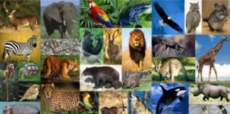 #MUNDO Animales en Colombia tendrían su propio Código Nacional de Protección