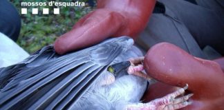#PUNTOLEGAL Condenan a dos personas por usar palomas vivas con veneno como cebo para matar aves rapaces