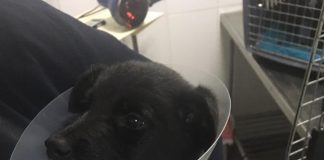 #SANTIAGO Piden ayuda para Benito, perrito abandonado que fue atropellado