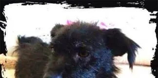 #EPAdifunde La historia de Carlota, una perrita mestiza en busca de un hogar