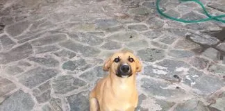 #EPAdifunde La historia de Charlotte, la perrita rescatada en #Santiago que busca un hogar