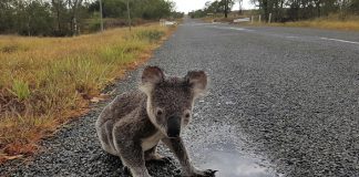#AUSTRALIA Temen que tala de árboles haga desaparecer a los koalas en algunas zonas del país
