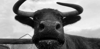 #ESPAÑA Hacen campaña para evitar el sacrificio de Margarita, una vaca española que no fue registrada al nacer