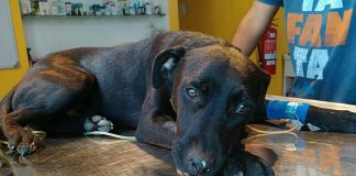 #EPAdifunde Hermoso perrito de un año salvado de la muerte busca un hogar