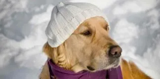 #SALUD Las claves para cuidar a nuestros animales en las épocas frías