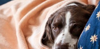 #PUNTOLEGAL Declararon admisible querella contra sujeto que mató a un perro con un arma de fuego