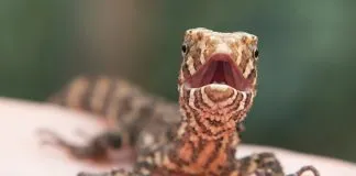 #Mundo Cambio impulsado por el calentamiento global podría amenazar la supervivencia de los reptiles