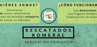 #MAULE Rescatados Romeral, la agrupación que se la juega por los animales en la comuna de Romeral
