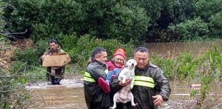 #COQUIMBO Animales y sus familias son evacuadas por lluvias intensas en #LaSerena