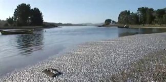 #MiradaNacional Oceana valora decisión de Subpesca de aumentar moderadamente la cuota de la sardina